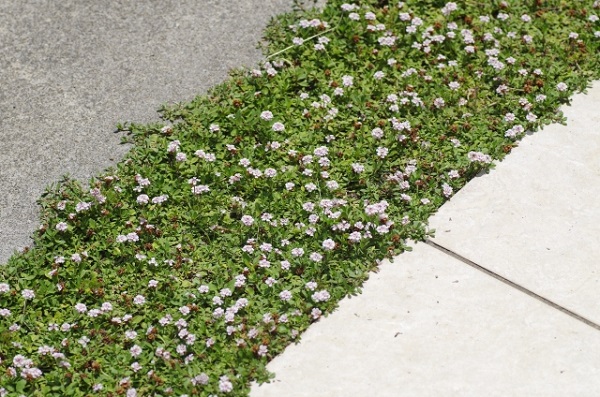 ヒメイワダレソウは植えてはいけない?:グランドカバーの役割をするヒメイワダレソウ