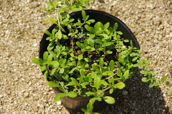 ヒメイワダレソウは植えてはいけない?:ヒメイワダレソウのポット苗