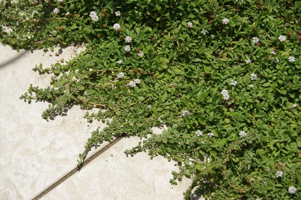 ヒメイワダレソウは植えてはいけない?:繫殖力が旺盛なヒメイワダレソウ