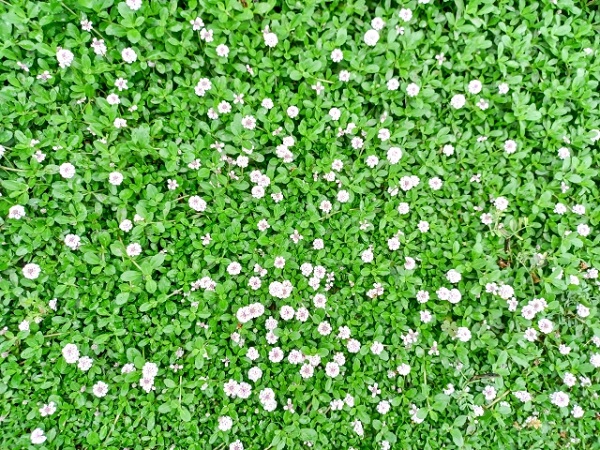 ヒメイワダレソウは植えてはいけない?:一面に咲き誇るヒメイワダレソウの花