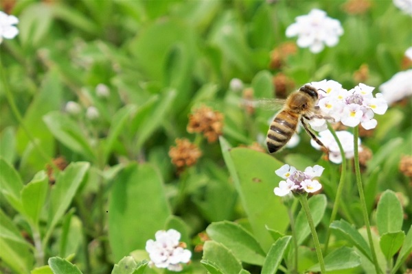 ヒメイワダレソウは植えてはいけない?:伸び伸びと咲き誇るヒメイワダレソウの花の蜜を吸う蜂
