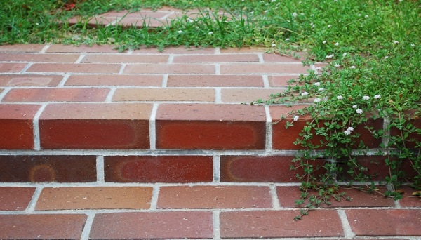 ヒメイワダレソウは植えてはいけない?:ドンドン侵入していくヒメイワダレソウ