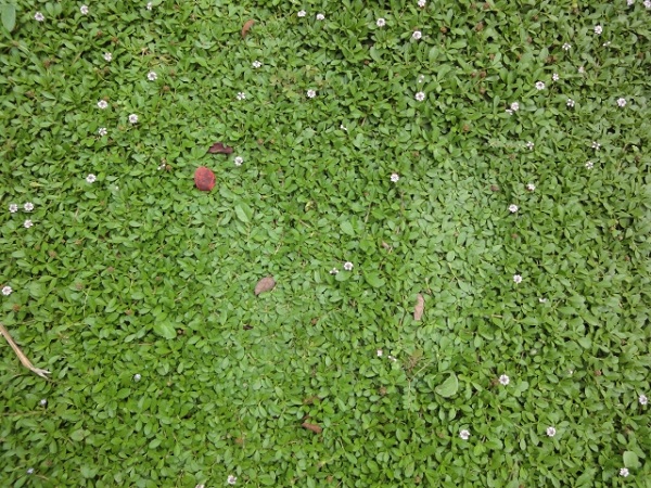 ヒメイワダレソウは植えてはいけない?:踏まれて葉が密になったヒメイワダレソウ