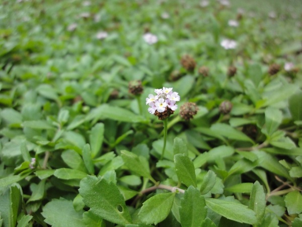 ヒメイワダレソウは植えてはいけない?:ヒメイワダレソウのピンク色の花