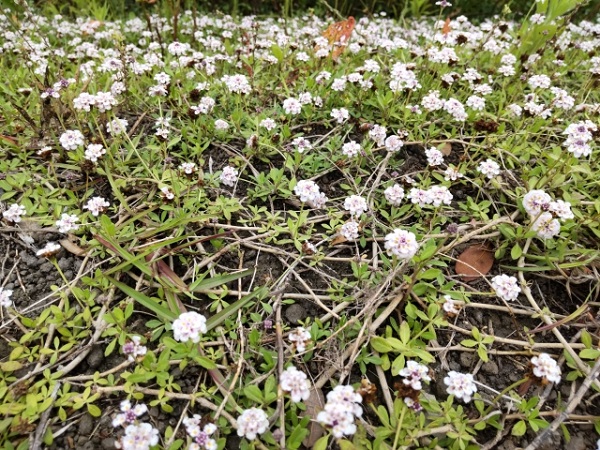 ヒメイワダレソウは植えてはいけない?:足を踏み入れないエリアで見た目が悪くなるヒメイワダレソウ