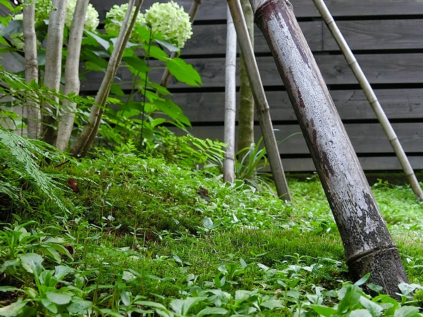 ヒメイワダレソウは植えてはいけない?:様々なグランドカバー