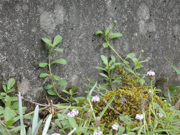 ヒメイワダレソウは植えてはいけない？：縦に伸びるヒメイワダレソウ