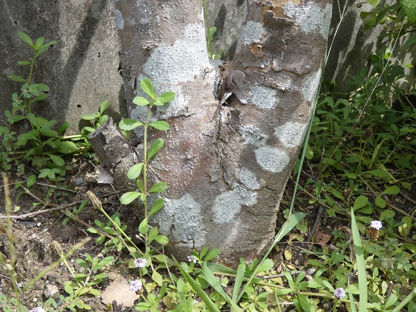 ヒメイワダレソウは植えてはいけない？：大きな幹に絡みつつあるヒメイワダレソウ