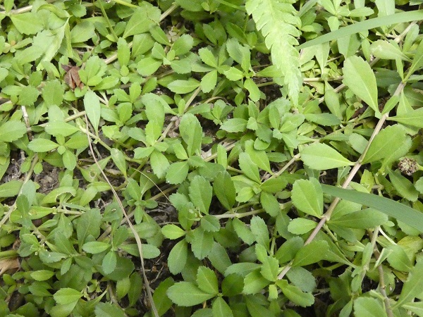 ヒメイワダレソウは植えてはいけない？：大らかに育つヒメイワダレソウ　　　　　
