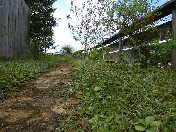 ヒメイワダレソウは植えてはいけない？：周辺の風景に馴染むヒメイワダレソウ