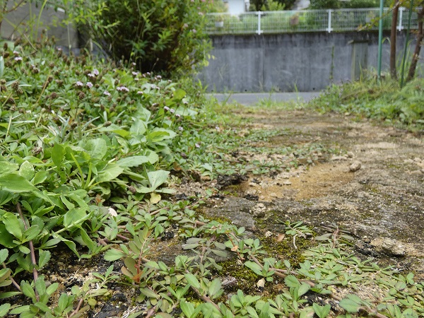 ヒメイワダレソウは植えてはいけない?:玄関アプローチ沿いで周辺に馴染むヒメイワダレソウ