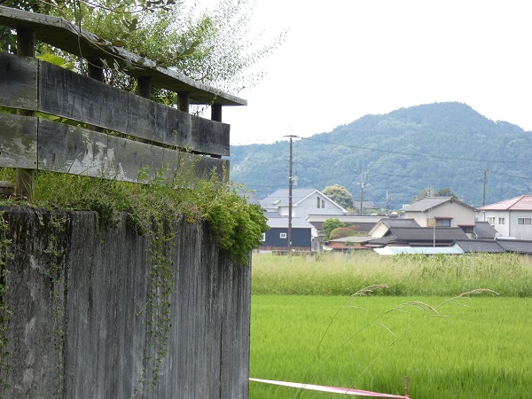 ヒメイワダレソウは植えてはいけない？：ヒメイワダレソウのグリーンカーテン