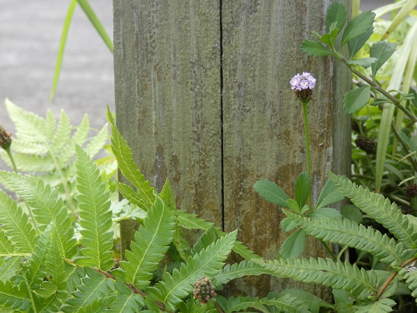 ヒメイワダレソウは植えてはいけない？：ヒメイワダレソウのさり気なく咲く花