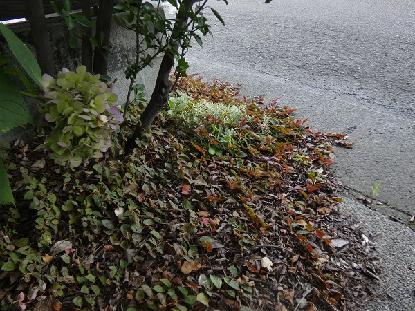 ヒメイワダレソウは植えてはいけない？：ヒメイワダレソウの代わりにポリゴナムを植える