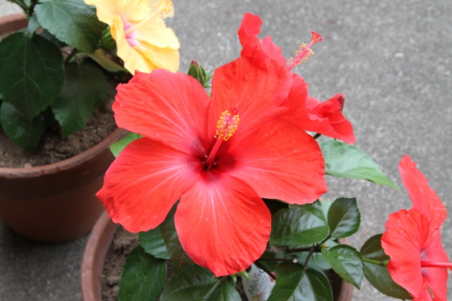 真夏に花が咲く庭木:ハイビスカス