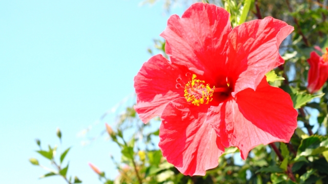 真夏に花が咲く庭木