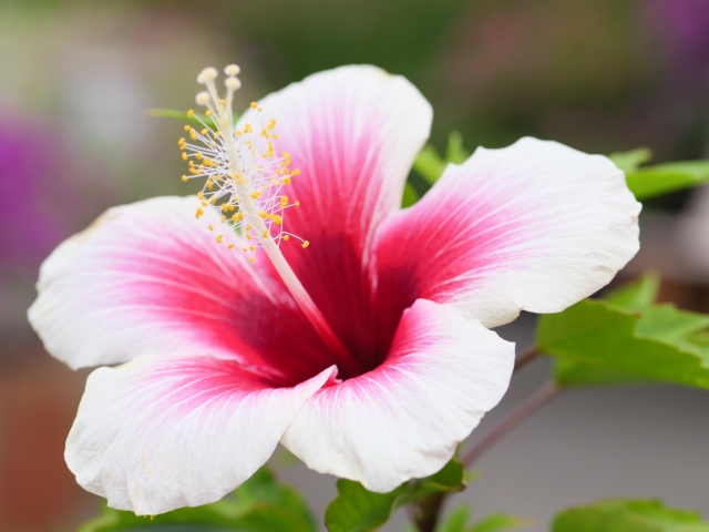 真夏に花が咲く庭木:ハイビスカス