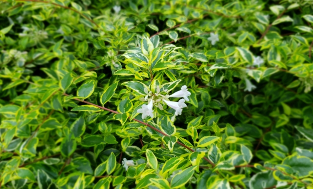 真夏に花が咲く庭木:アベリア