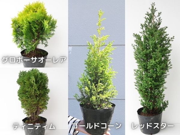真夏の日差しや西日に強い中低木:コニファー