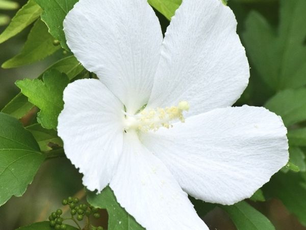 真夏の日差しや西日に強い中低木:ムクゲ