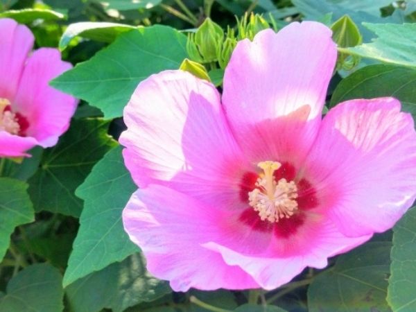 真夏の日差しや西日に強い中低木