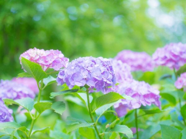 毒がある庭木:アジサイ