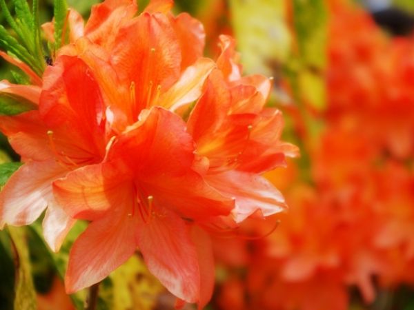 毒がある庭木:レンゲツツジ