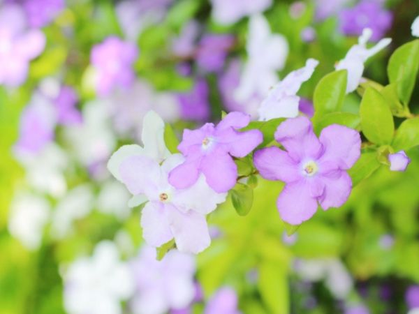 毒がある庭木:ニオイバンマツリ