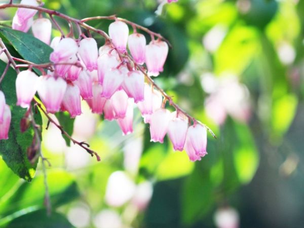 毒がある庭木:アセビ