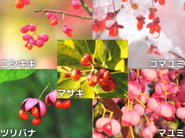 毒がある庭木:ニシキギ科