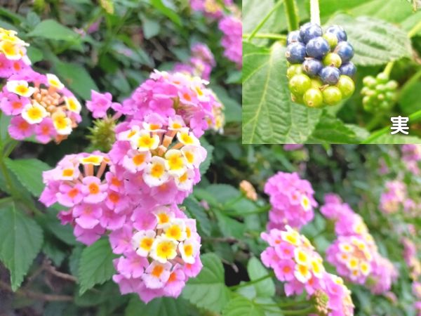 毒がある庭木:ランタナ