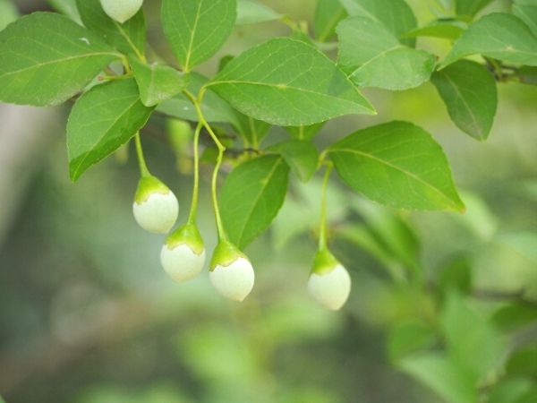 毒がある庭木:エゴノキ