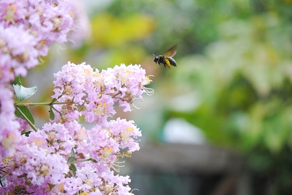 長期で花が楽しめるサルスベリ:淡いピンク色のサルスベリの花と蜂