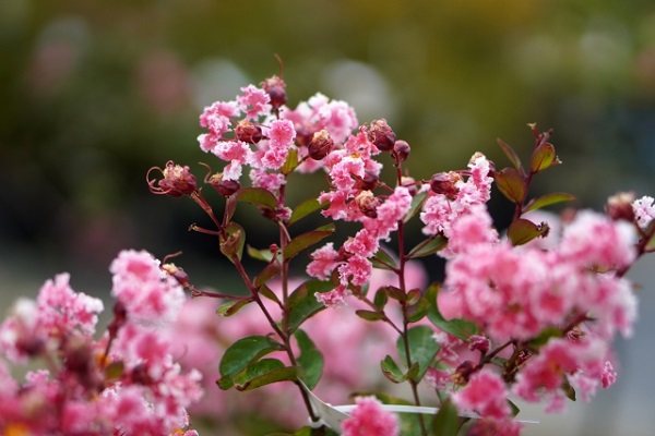 長期で花が楽しめるサルスベリ:サルスベリのペパーミントレース