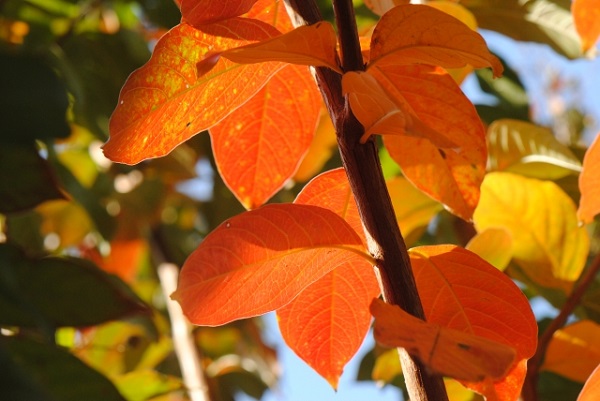 長期で花が楽しめるサルスベリ:秋の紅葉が美しいサルスベリの葉