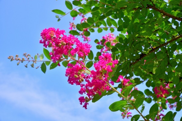 長期で花が楽しめるサルスベリ:青空の下で生き生きと咲くサルスベリ