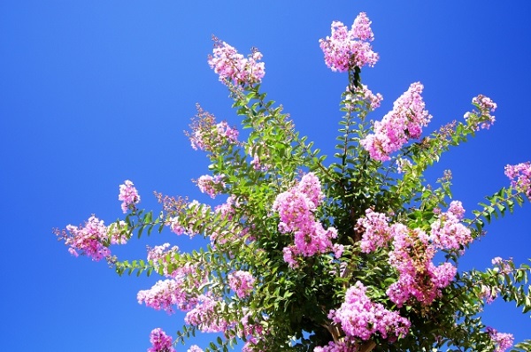 長期で花が楽しめるサルスベリ:青空に向かって咲くサルスベリ