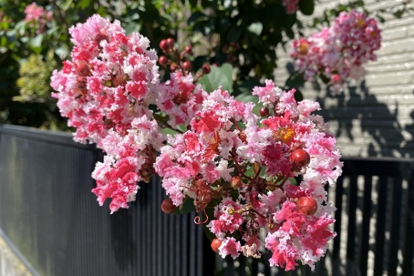 長期で花が楽しめるサルスベリ:サルスベリのペパーミントレース