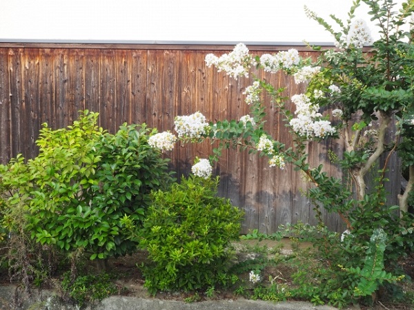 長期で花が楽しめるサルスベリ:お庭でしっとりと咲く白色のサルスベリ
