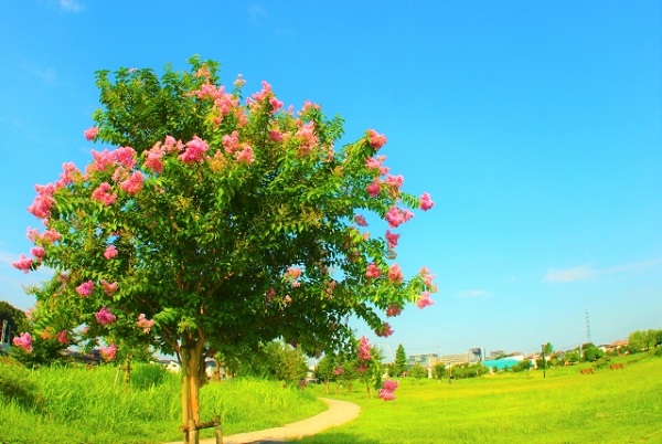 長期で花が楽しめるサルスベリ:青空の下で生き生きと咲く高木のサルスベリ