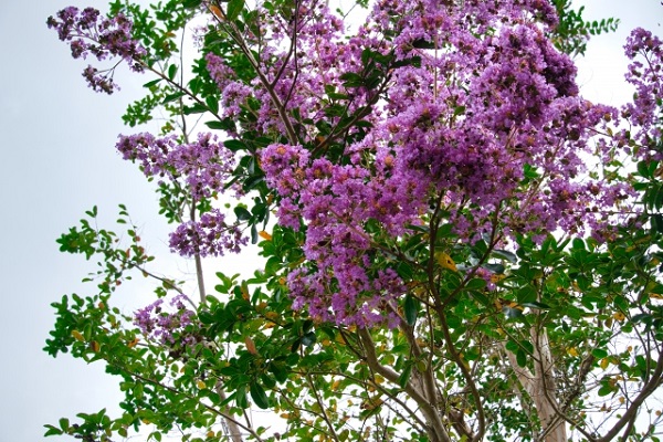 長期で花が楽しめるサルスベリ:サルスベリのディアパープル