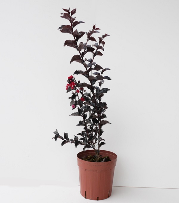 長期で花が楽しめるサルスベリ:サルスベリのブラックパールレッド