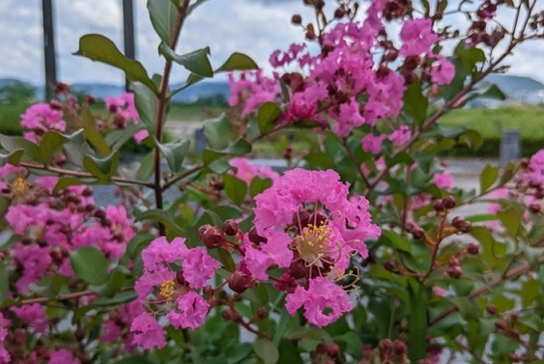 長期で花が楽しめるサルスベリ:低木として植えられたピンク色のサルスベリ