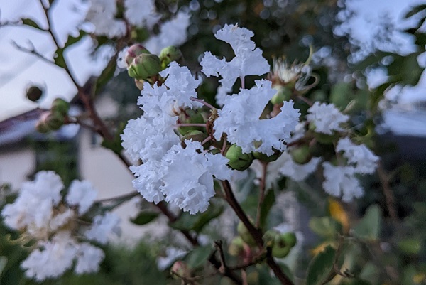 長期で花が楽しめるサルスベリ:白花を咲かすサルスベリ