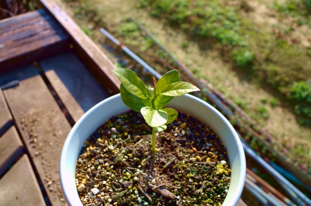 植え付け