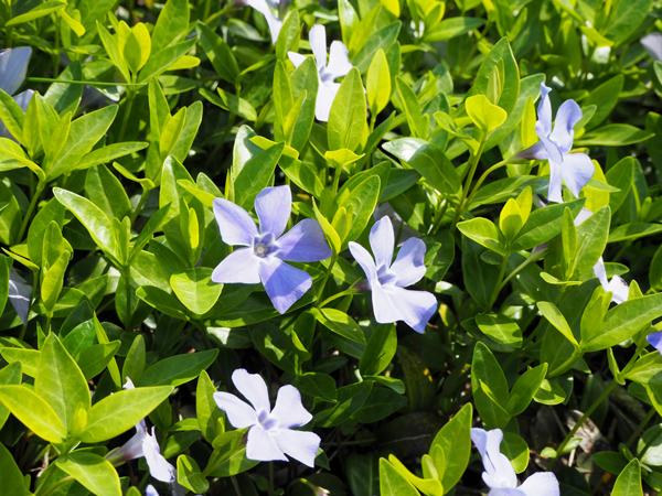 シマトネリコにおすすめの下草:ビンカミノール