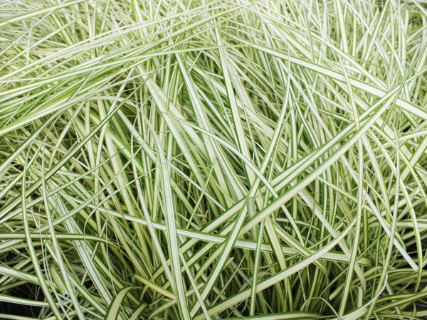 シマトネリコにおすすめの下草:ベアグラス