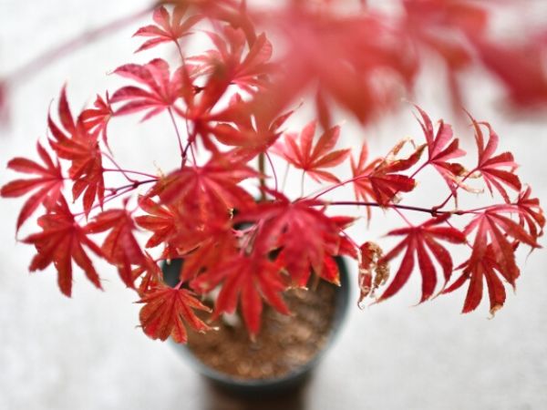 鉢植えで紅葉を楽しむ
