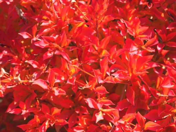 鉢植えで紅葉を楽しむ:ドウダンツツジ