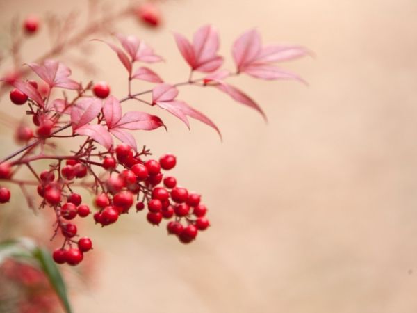 鉢植えで紅葉を楽しむ:ナンテン
